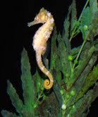 custom needlepoint seahorse