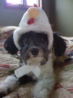 Quilting Stores Pet Dog