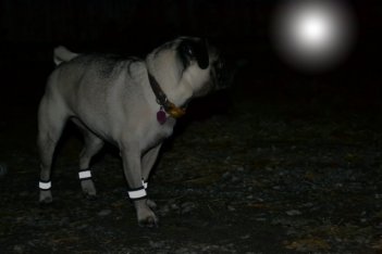 reflective pet bands, dog walking, safety