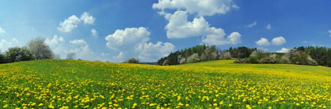 Beautiful Meadow