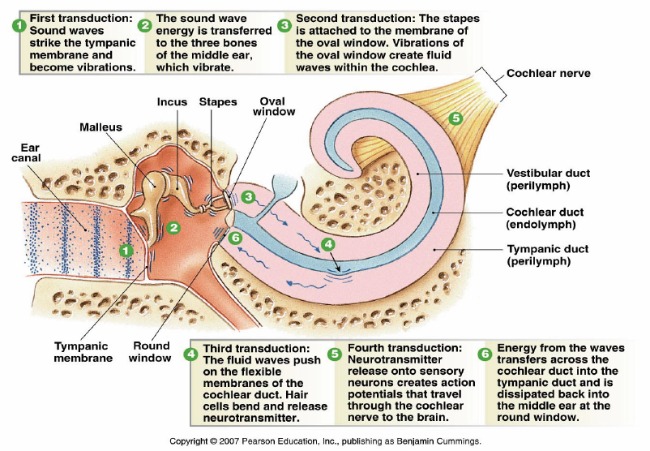 Learn how hearing works.