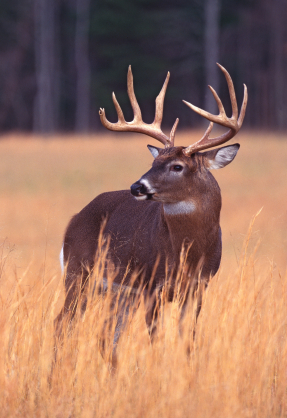 Eye Shields Used For Hunting