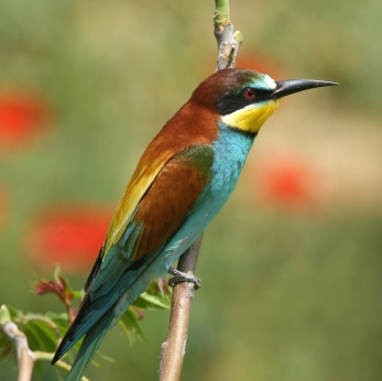 Bird Watching is More Enjoyable with Binoculars and Eyeshields