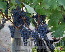 Ripening Berries Giclee Print, Vineyards, Northern California Photography