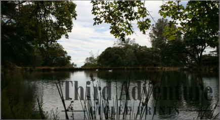 Swan Pond Giclee Print, Northern California Photography, Vineyards