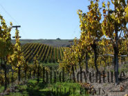 Fall Leaf Giclee Print, Vineyard Photograph, Northern California Photography