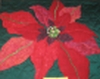 Poinsettia wallhanging