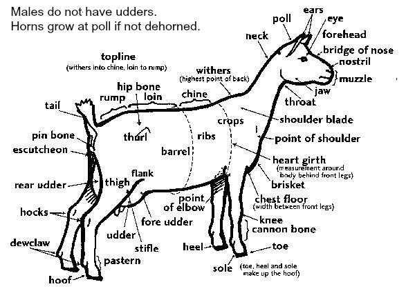 What is a good packgoat?