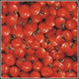 1683 cherry tomatoes
