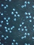 Gray Paw Prints on Black