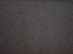 Brown Paw Prints  II
