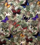 Beautiful Butterflies