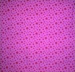 Pink Paw Prints