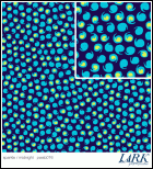LARK by Amy Butler Sparkle in Midnight