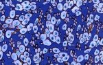 Benedictus Collection by Victoria and Albert Museum