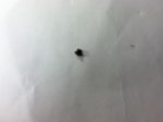 Screw, Singer 221 Featherweight Bobbin Tension Adjusting