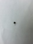 Screw, Singer 221 Featherweight, Latch Bobbin Case