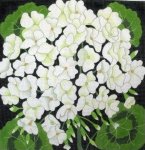 Giant White Geranium