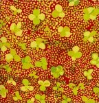 Brandon Mably - BM23 Clover Dots Spice