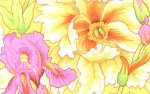 Phillip Jacobs - Iris and Peony  PJ43 Yellow