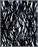 Scribble Black 530112B 