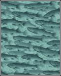 Nature's Etchings