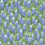 Bluebonnets - Light Blue