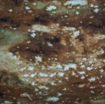 Cow Hide