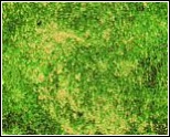 Stonehenge Celebration Metallic -  Evergreen 
