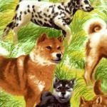 Dogs in Grass