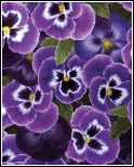 Pansies