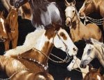 Robert Kaufman Way Out West ETJ-7713-2 Black