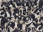 Makower UK Buttercup Novelty Cows 425 X1
