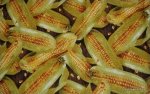 Farmers Market Vegetable Picnic Summer Corn Husk Cotton Fabric Quilt Fabric AB078