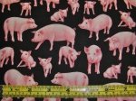 Pigs - ADO-8344-2