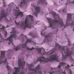 24002-20 Beautiful Blessings Amethyst
