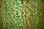 Robert Kaufman Batik - Cactus