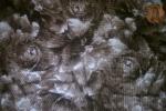 RJR Flourish Brown Peony