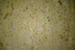 Timeless Treasures Fabrics, Inc Tonga Batik Straw