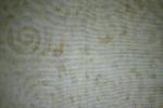 Timeless Treasures Fabrics, Inc  Tonga  Batik Cream/Spirals