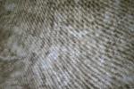 Avlyn Inc Surf- Taupe
