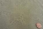 Robert Kaufman Fabrics  Fusions 7 Sprig Fog