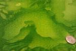 Moda Marble Botanicals Lime/Floral