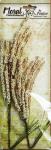 Petaloo Canterbury Vine Spray Cream