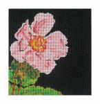 DH3615 - Japanese Anemone
