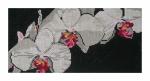 DH3618 - White Orchids