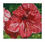 DH3626 - Red Amaryllis