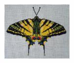 DH3675 - Yellow Swallowtail 