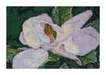 DH3678 - Magnolia
