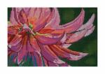 DH3679 - Dahlia